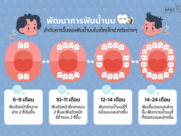 พัฒนาการฟันน้ำนม (1)