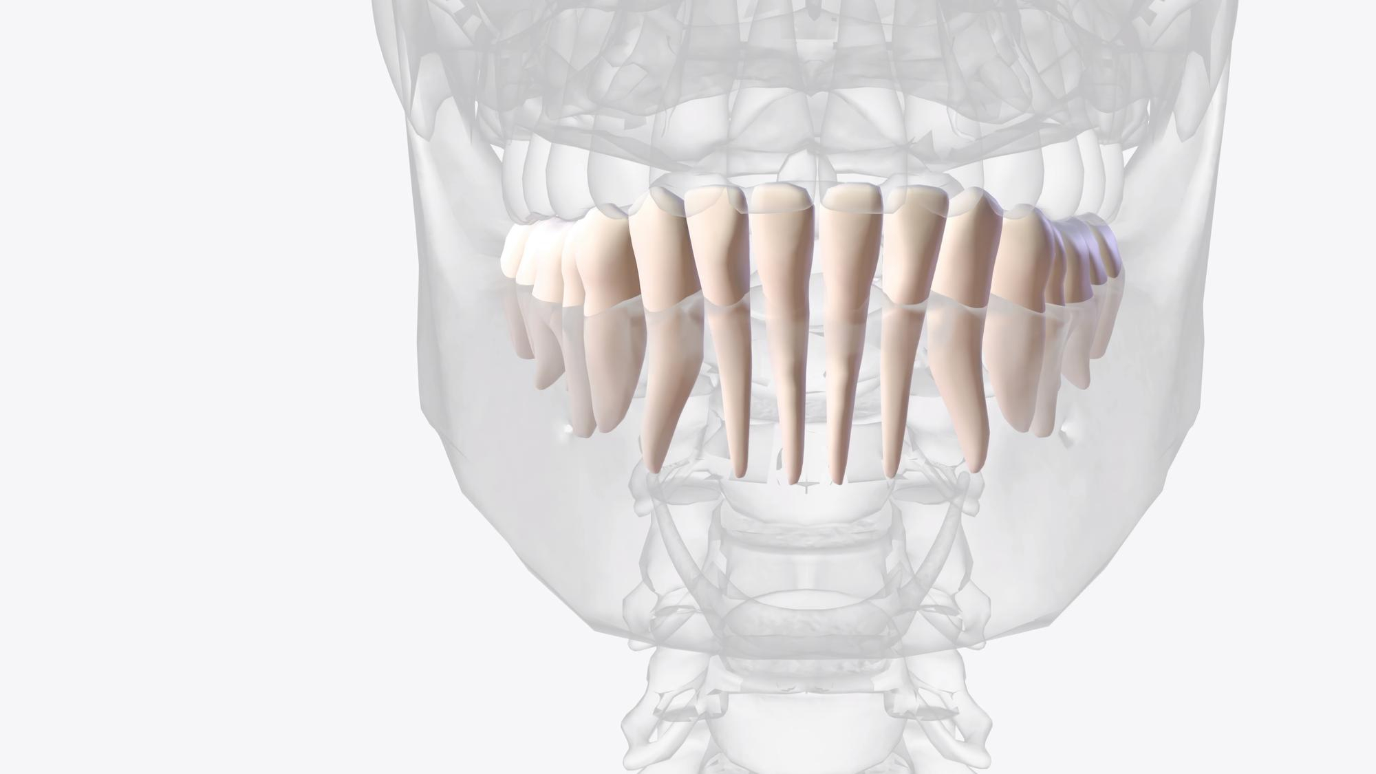 การปลูกกระดูกฟันคืออะไร